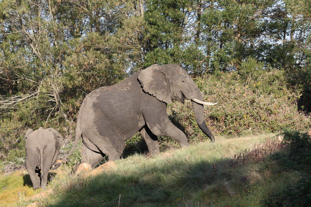 Gondwana Game Reserve Herbertsdale Ngoại thất bức ảnh
