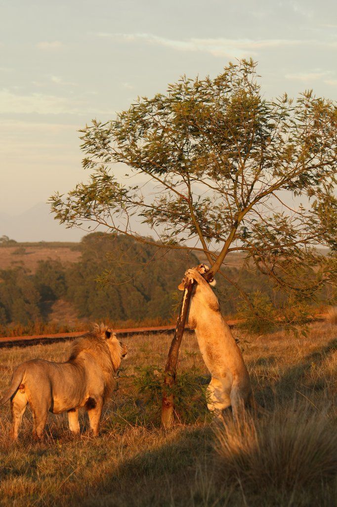 Gondwana Game Reserve Herbertsdale Ngoại thất bức ảnh