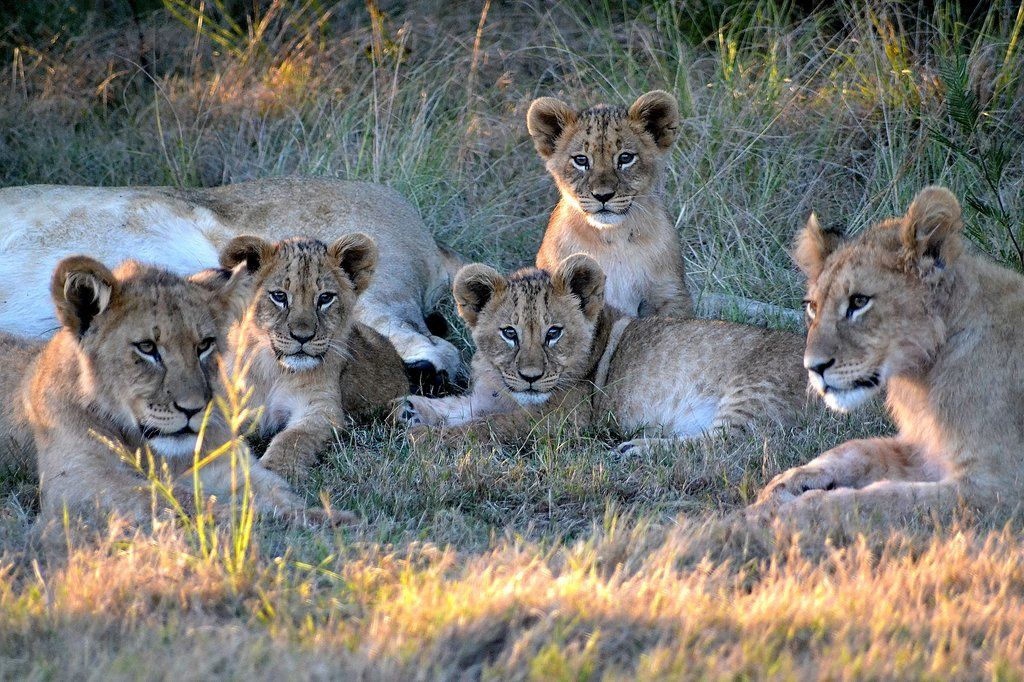 Gondwana Game Reserve Herbertsdale Ngoại thất bức ảnh