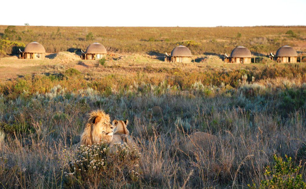Gondwana Game Reserve Herbertsdale Ngoại thất bức ảnh